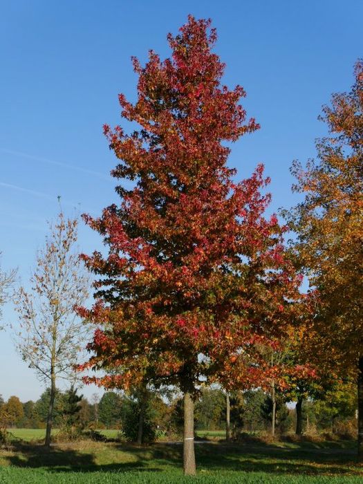 Arborele de Guma (Liquidambar )