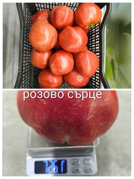 Стари селски сортове домати,краставици и други