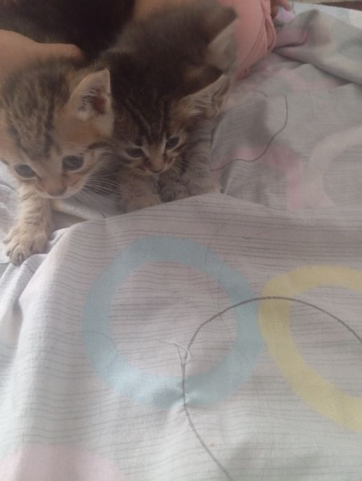 Отдам котят бесплатно