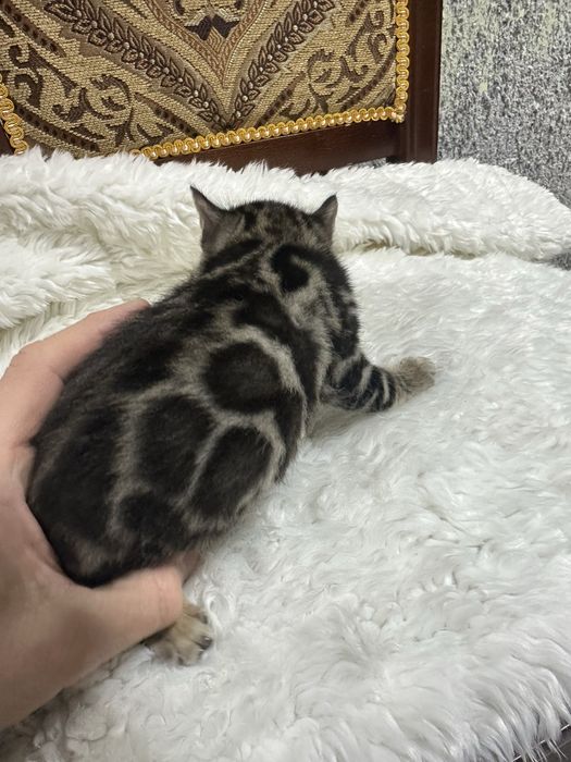 Клубные бенгальские котята