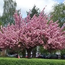 Cires japonez kanzan