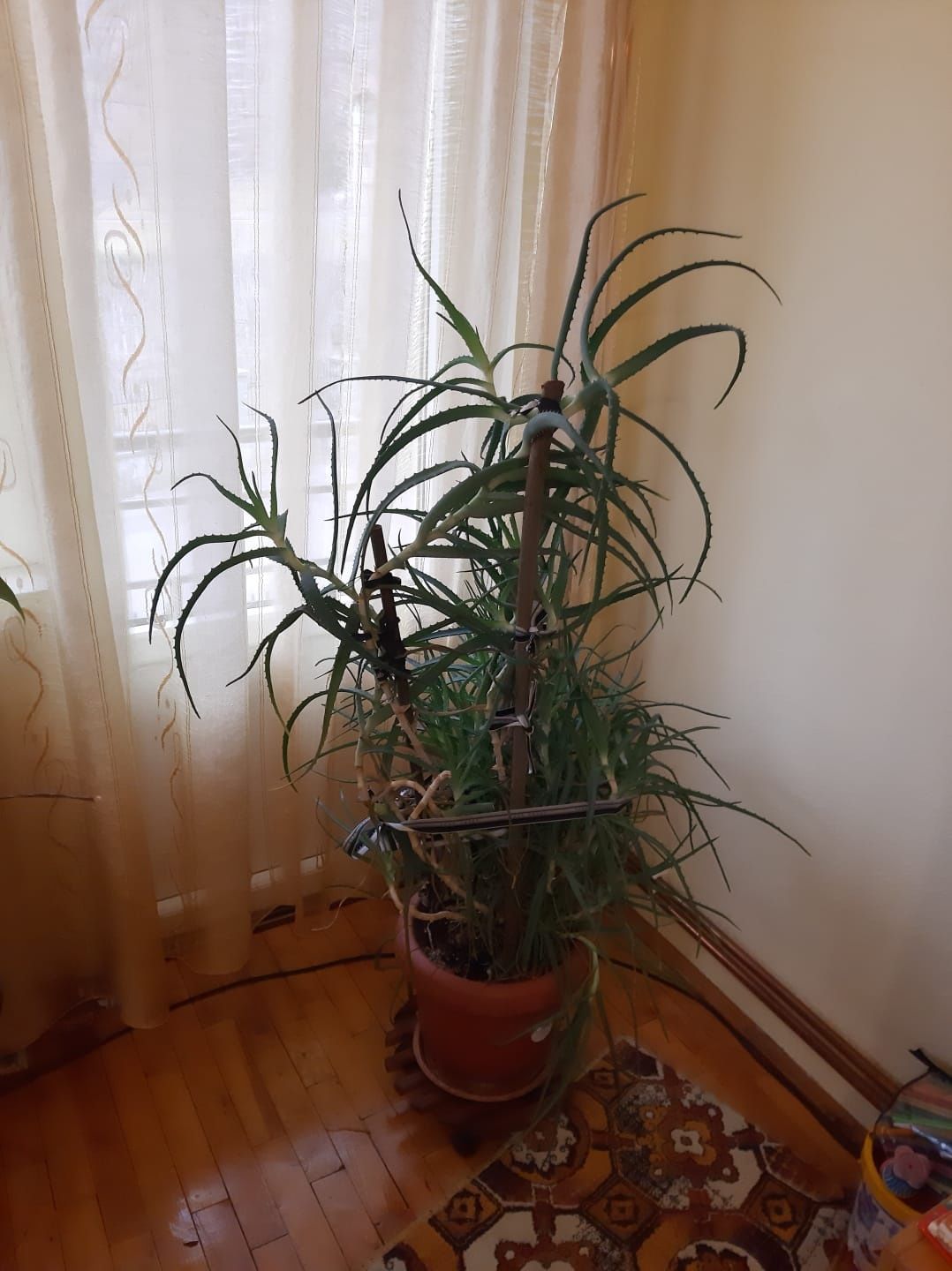 Planta Aloe arborescens