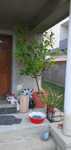 Vand lamai altoit cca 2m inaltime,