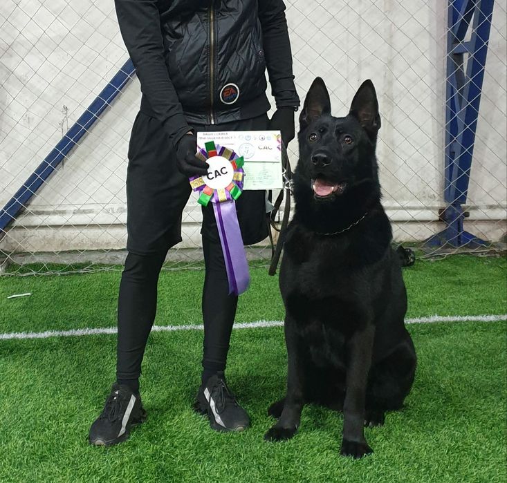 Вязка ВЕО овчарка ЧК