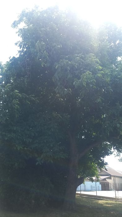 Nuc de vânzare , întreg