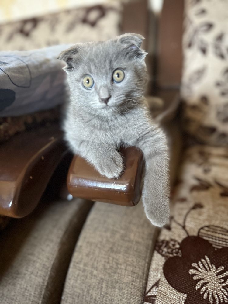 Scottish fold sotiladi 3 oylik