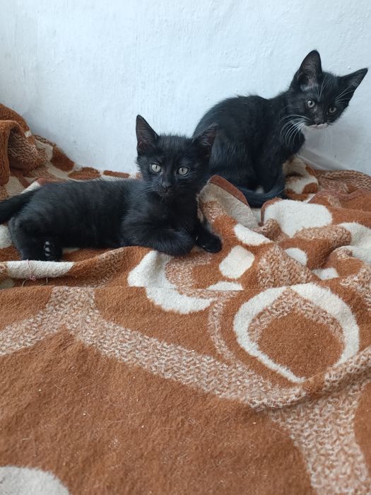 Котята , отдаем в хорошие руки