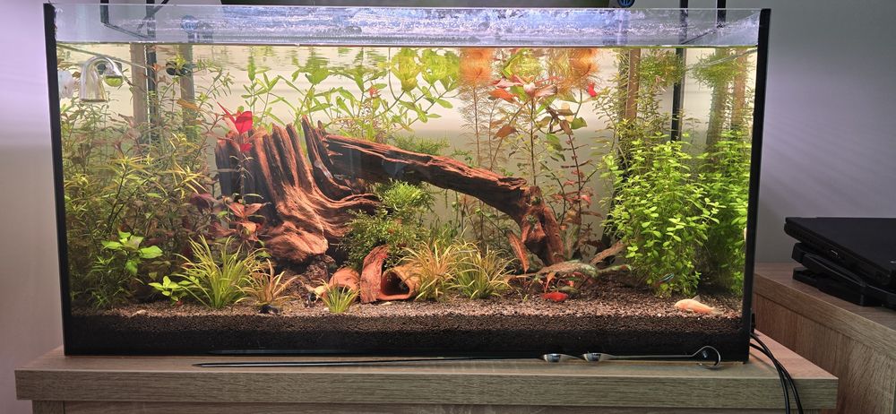 Vand plante pentru acvariu