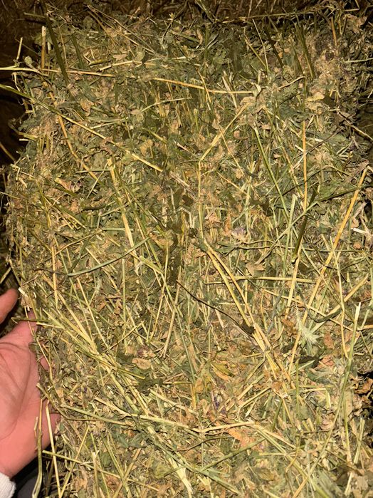 Baloți de lucernă de vânzare