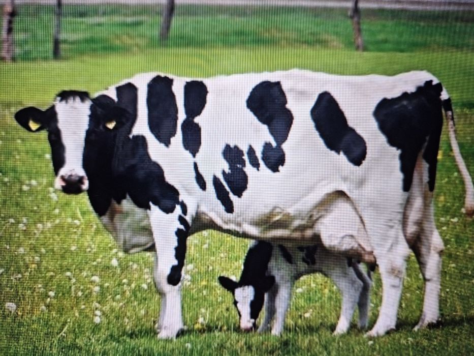 Vaci rasa baltata romaneasca