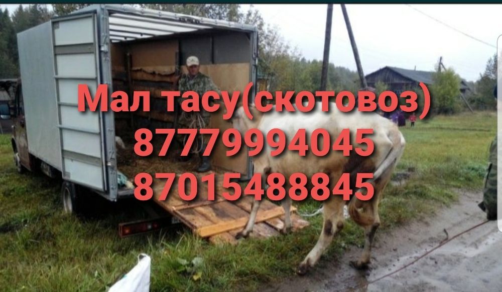 Скотовоз газель длина 4.50 ширина 2.10