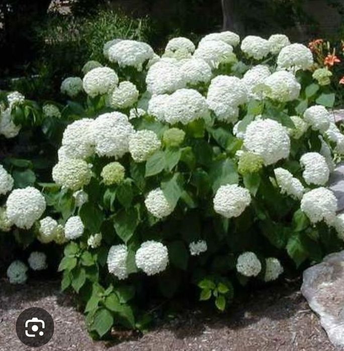 Гортензии продаю древовидные