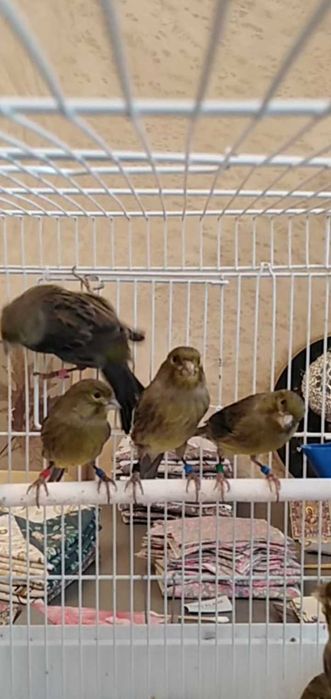 Канарейка певчая.