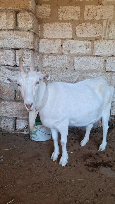 Занен сүтті ешкі и лақтар сатылады