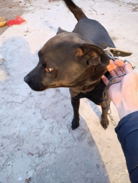 Щенки (питбуль).