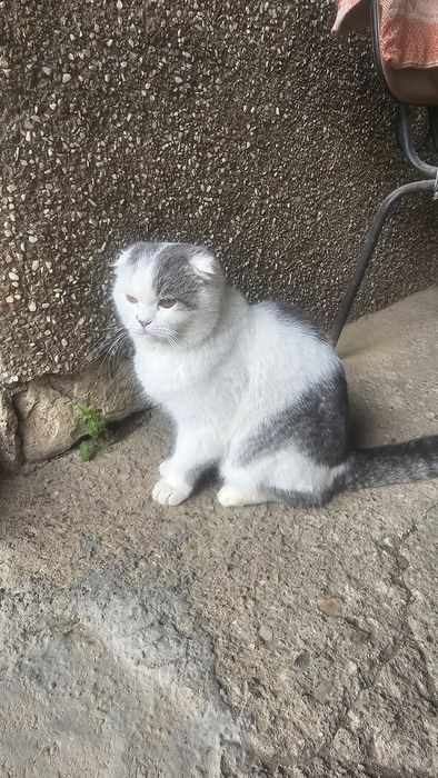 Скотиш фолд самец