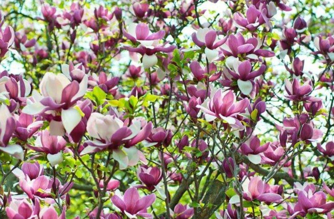 Magnolia Tuia mesteacăn