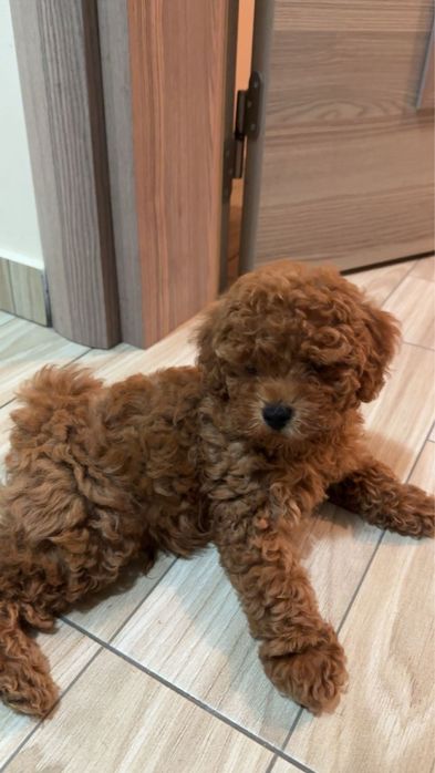 Продавам чистокръвен Той Пудел/Toy Poodle