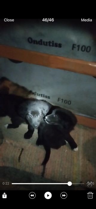 Подаряват се кученца