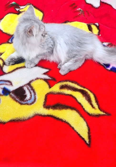 British longhair