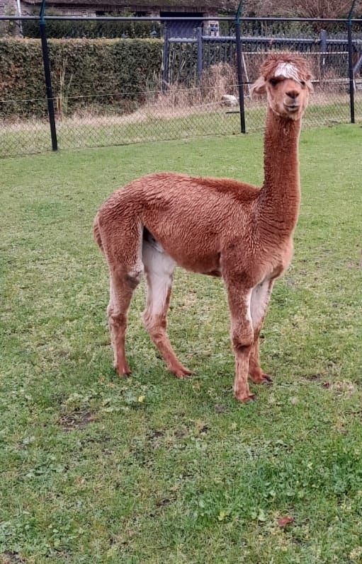 Vând alpaca mature