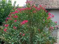 Leandru ( Nerium Oleander ) Tufa