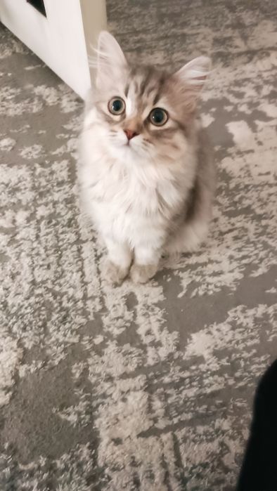 Мушукча сотилади