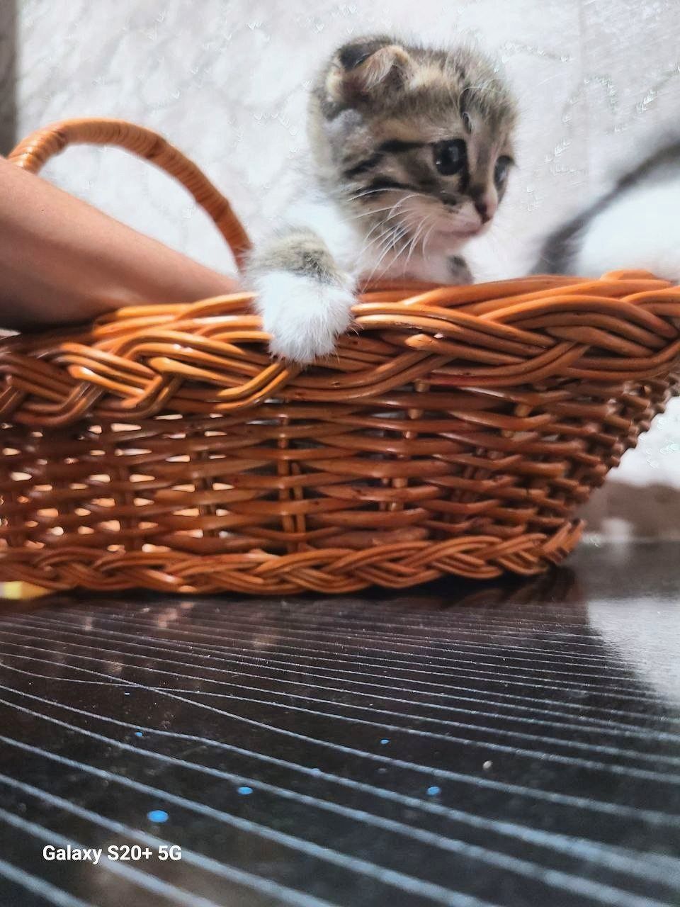 Kimga kere bosa tel qiliyla fold soni 3 ta