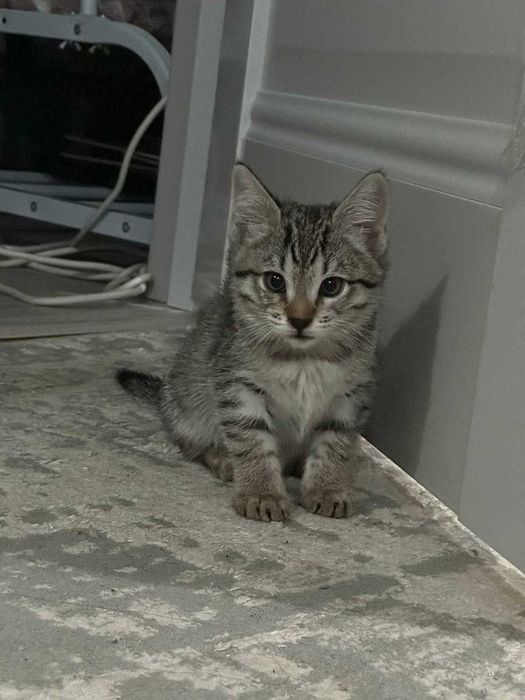 Котята 3 месяц девочка, мушук