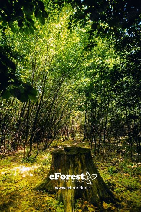 Loturi de casă 720 - 900 mp, langă Pădure în eForest, acces asfaltat