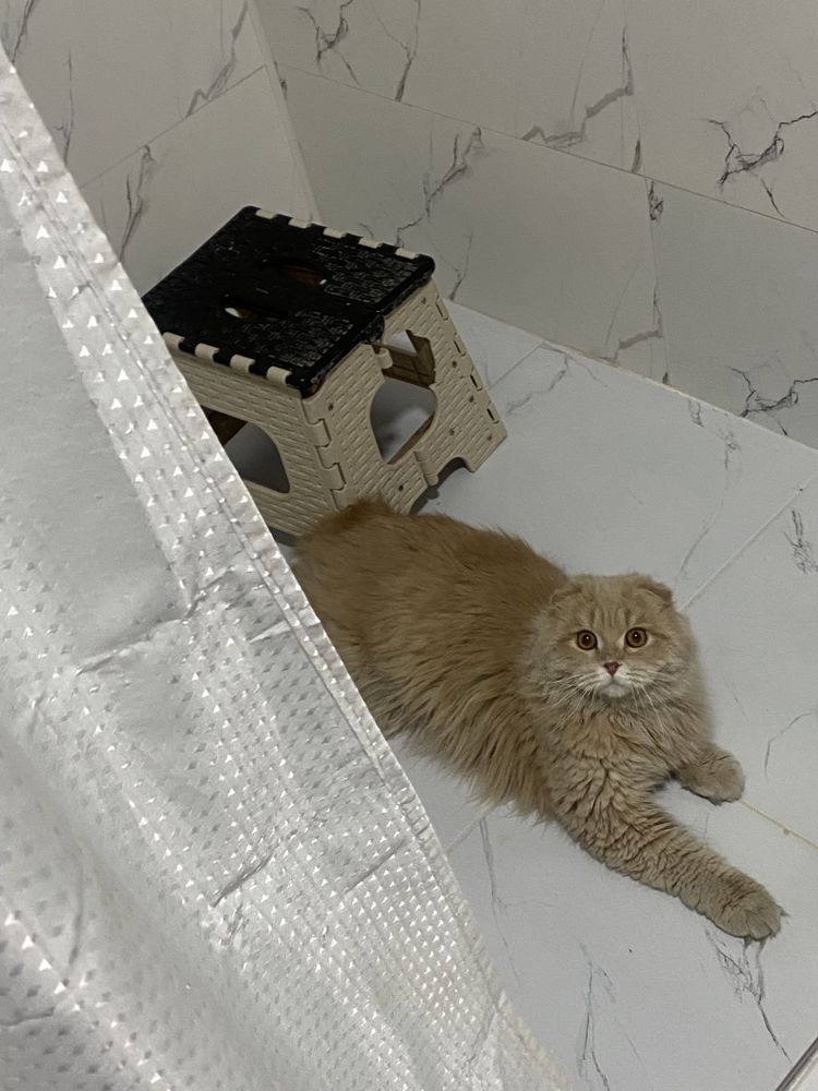 Кот для вязки, шотландец