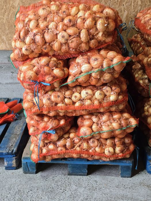 Ceapă plată Stuttgart