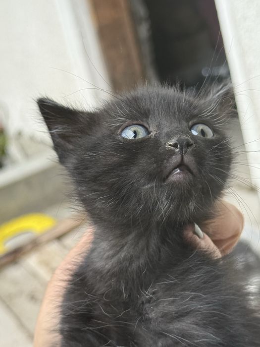 Pisici pentru adoptie - 1 luna jumate
