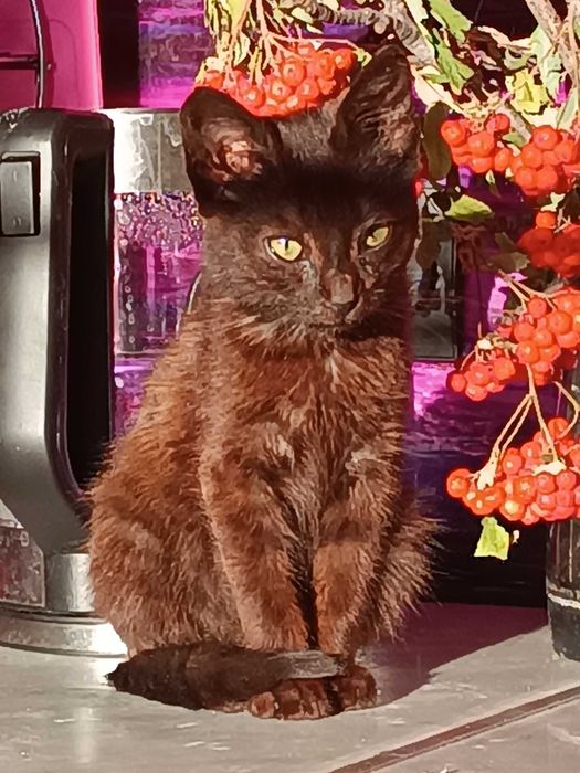 ШОКОЛАД - имя,  котик 1,5 месяцев