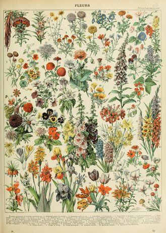 Adolphe millot fleurs
