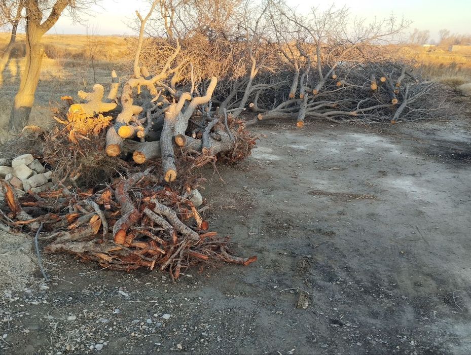 Oʻrik daraxtini oʻtini va Beda oʻt, terma oʻt sotiladi