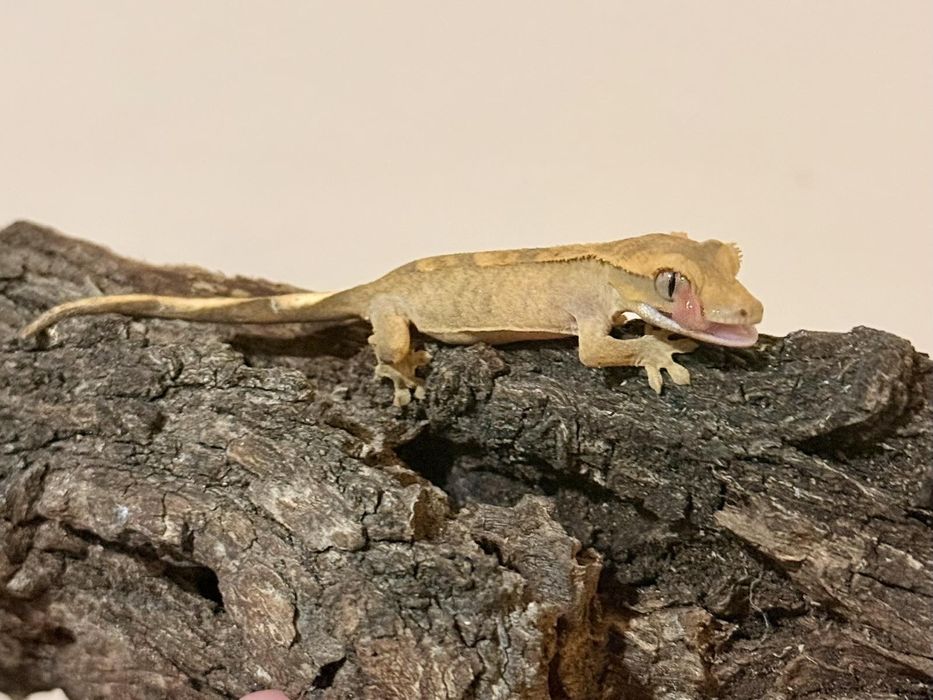 Цилиатус / Ресничестият Бананояден Гекон / Correlophus ciliatus