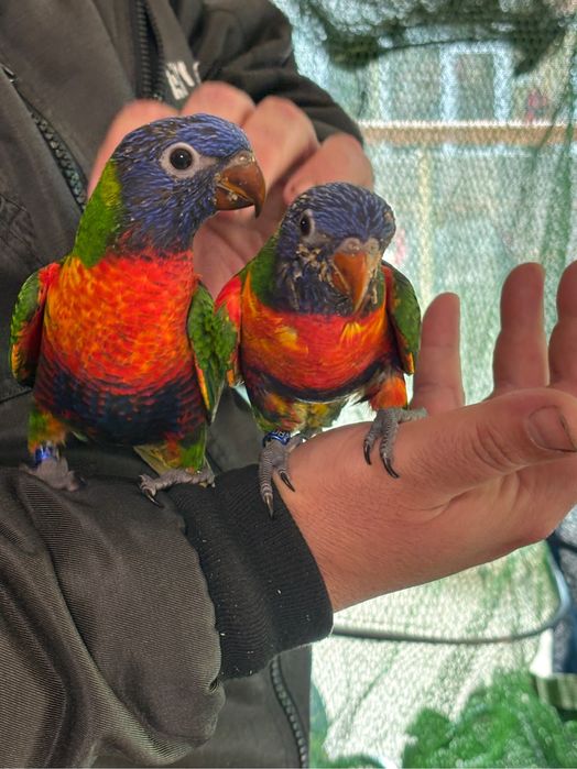 Свободна двойка папагали двойка мъжко и женско ръчно хранени