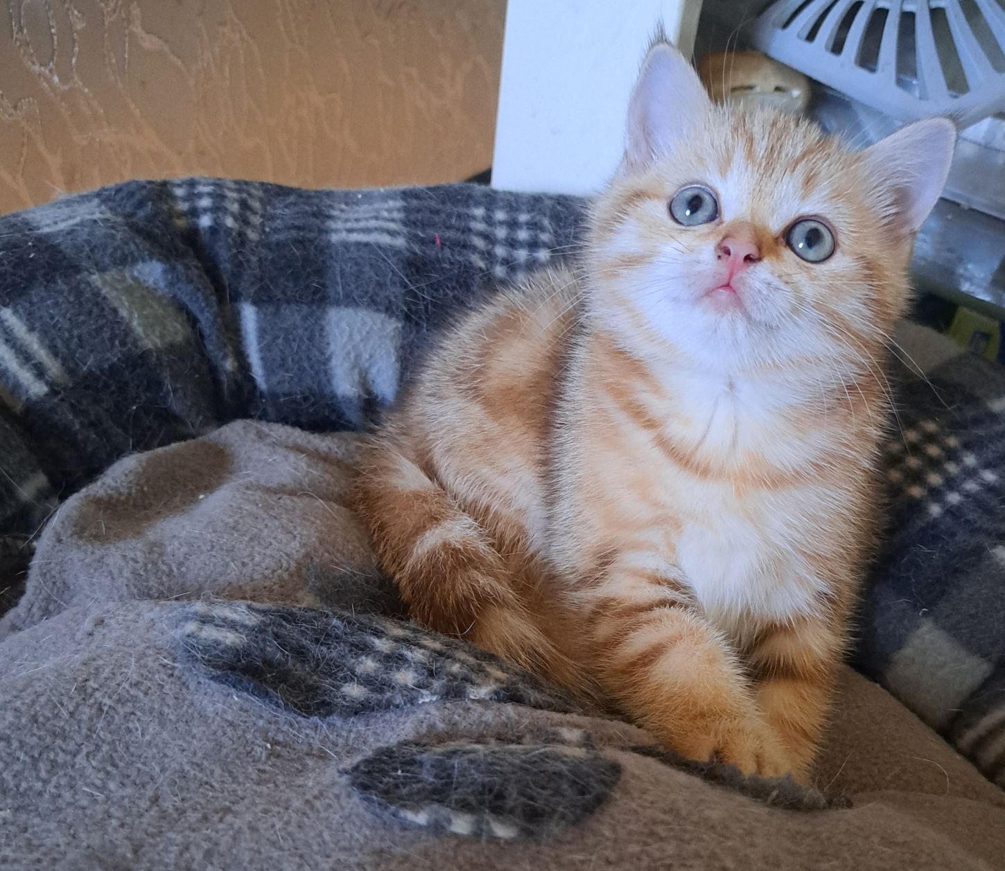 Котенца шотландски/британски