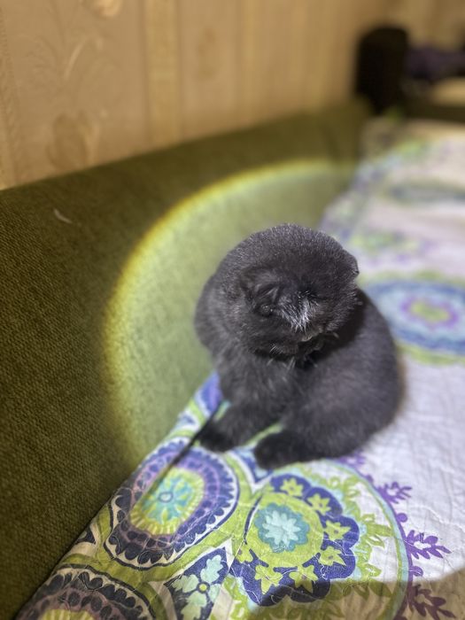 Продам элитного котенка