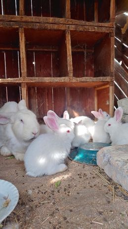 Кролики белые пушистые