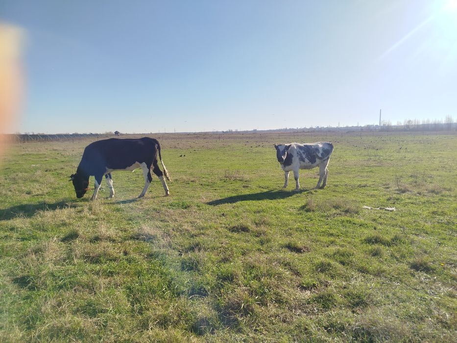 De vânzare sau schimb cu vaci de abator