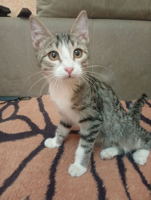 Отдам в хорошие руки котят