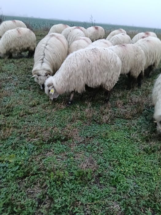 Oi disponibile de la primul miel până la al-5-lea miel.