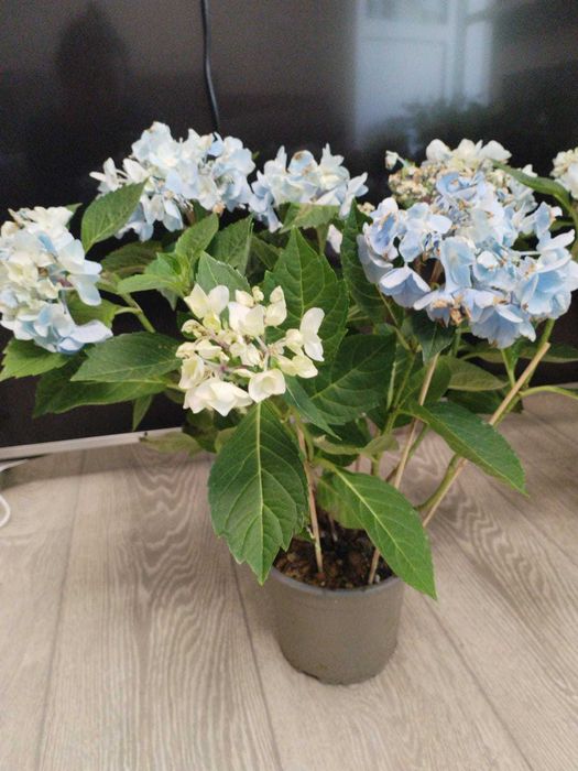 Гортензия комнатная, садовая голубая