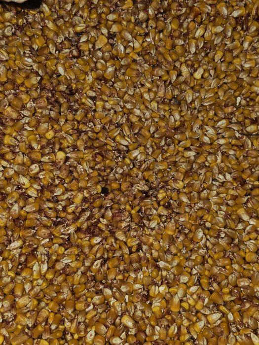 Vand porumb uscat foarte bun