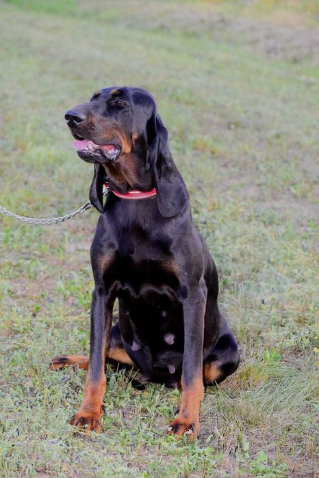 Căței de vânătoare