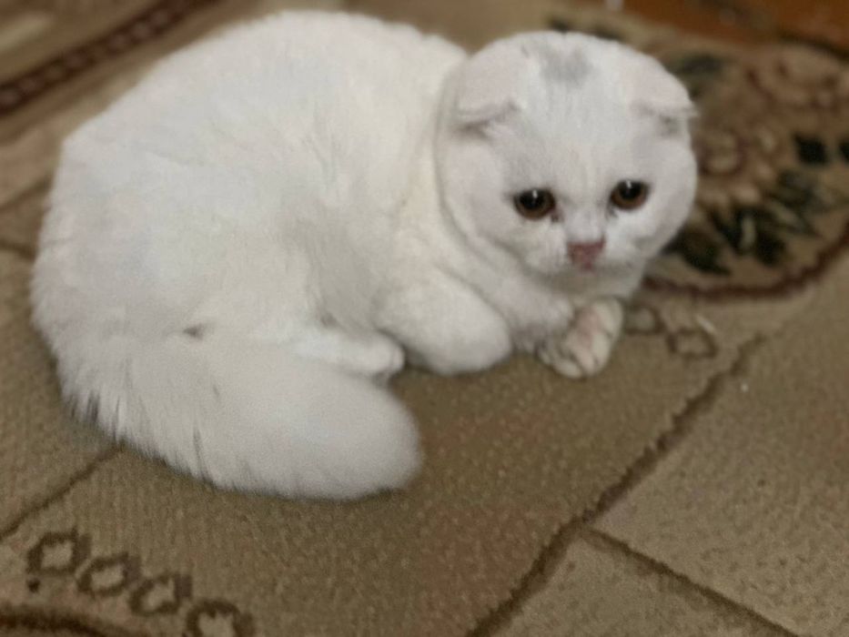 Вислоухие котчта