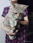 Пристраивается котик