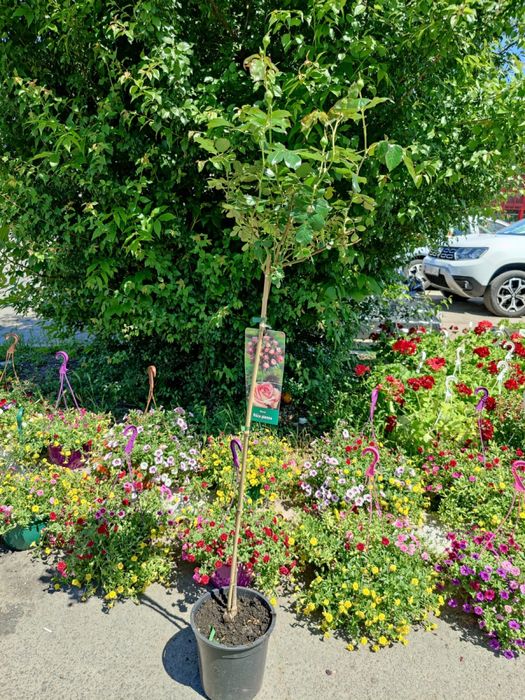 Oferta , trandafiri pomisor diferite culori